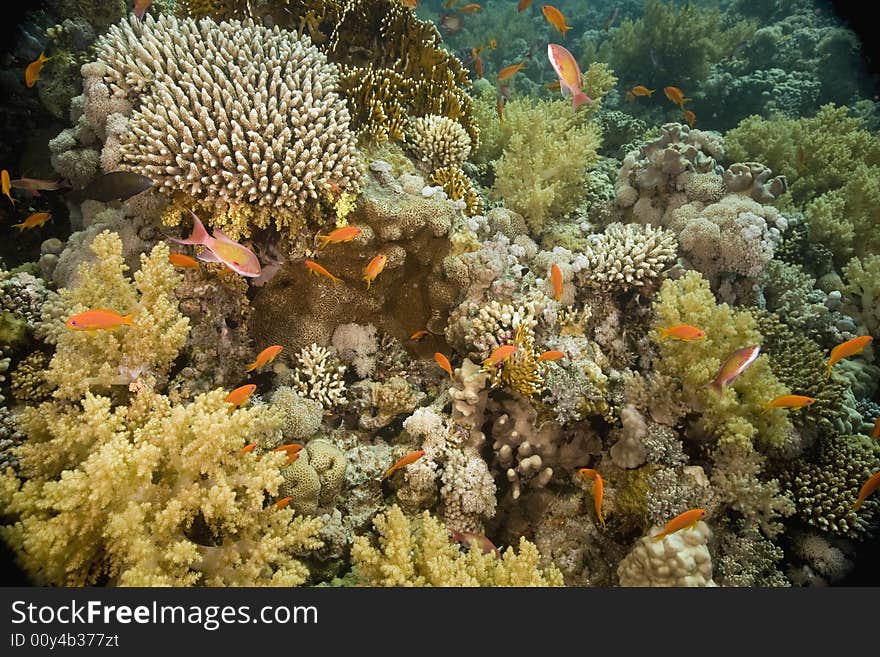 Coral and fish taken in the Red Sea.