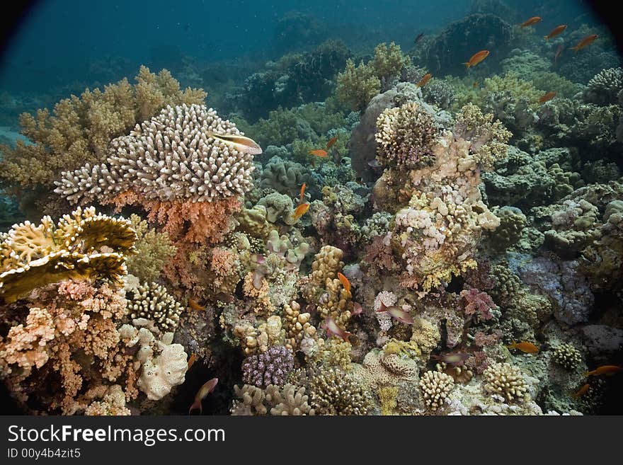 Coral and fish taken in the Red Sea.