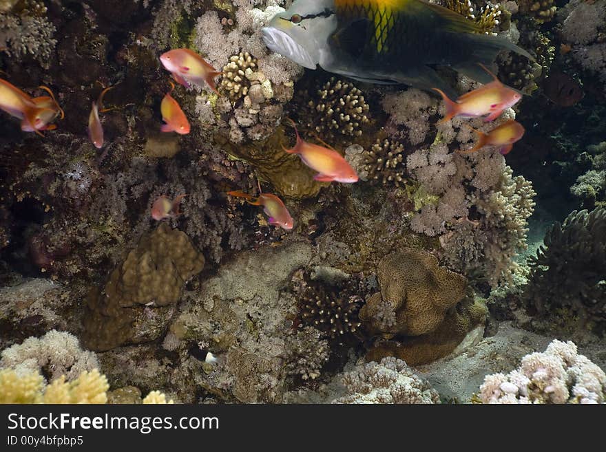 Coral and fish taken in the Red Sea.