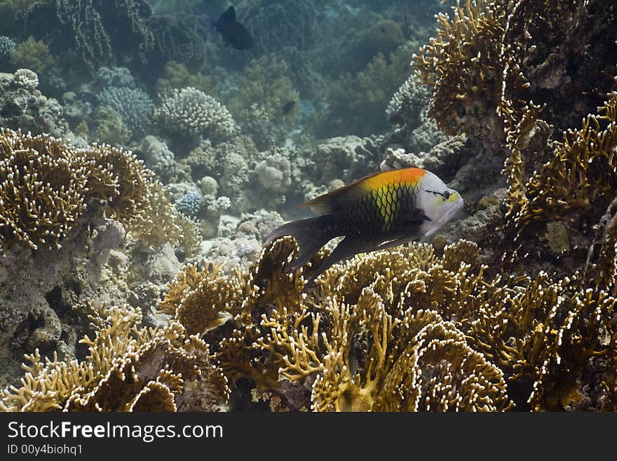 Slingjaw wrasse (epibulus insidiator) taken in the Red Sea.