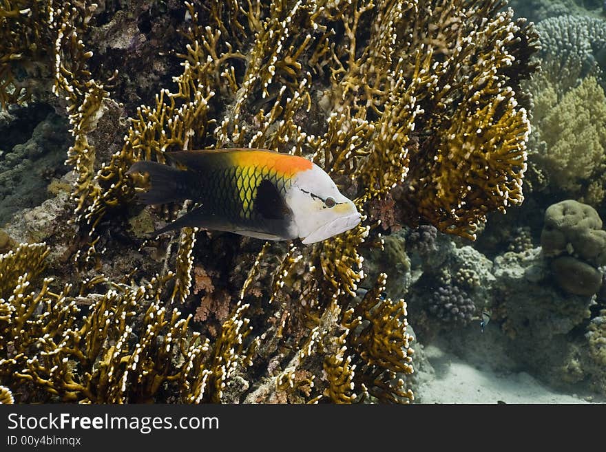 Slingjaw wrasse (epibulus insidiator) taken in the Red Sea.