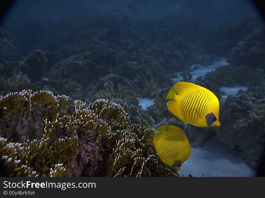 Masked Butterfly Fish (Chaetodon semilarvatus) taken in the Red Sea.