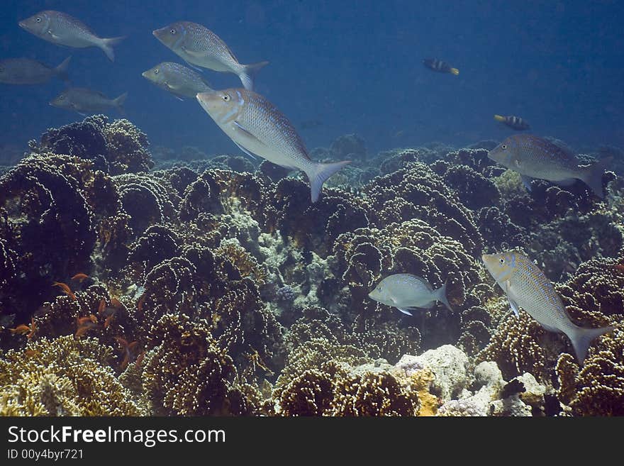 Mahsena emperor (lethrinus mahsena) taken in the Red Sea.