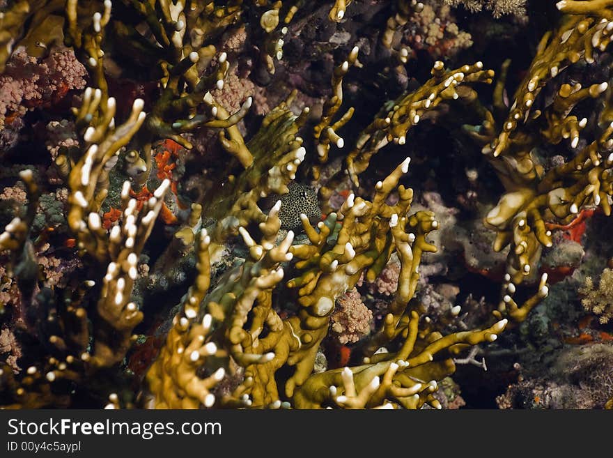 Coral and fish taken in the Red Sea.