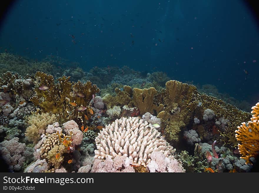 Coral and fish taken in the Red Sea.