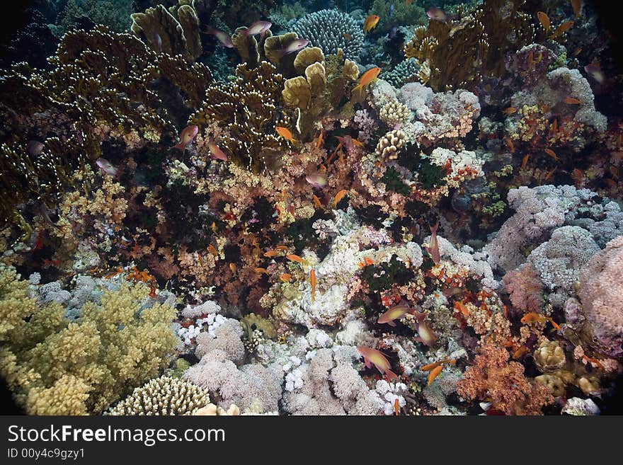 Coral and fish taken in the Red Sea.