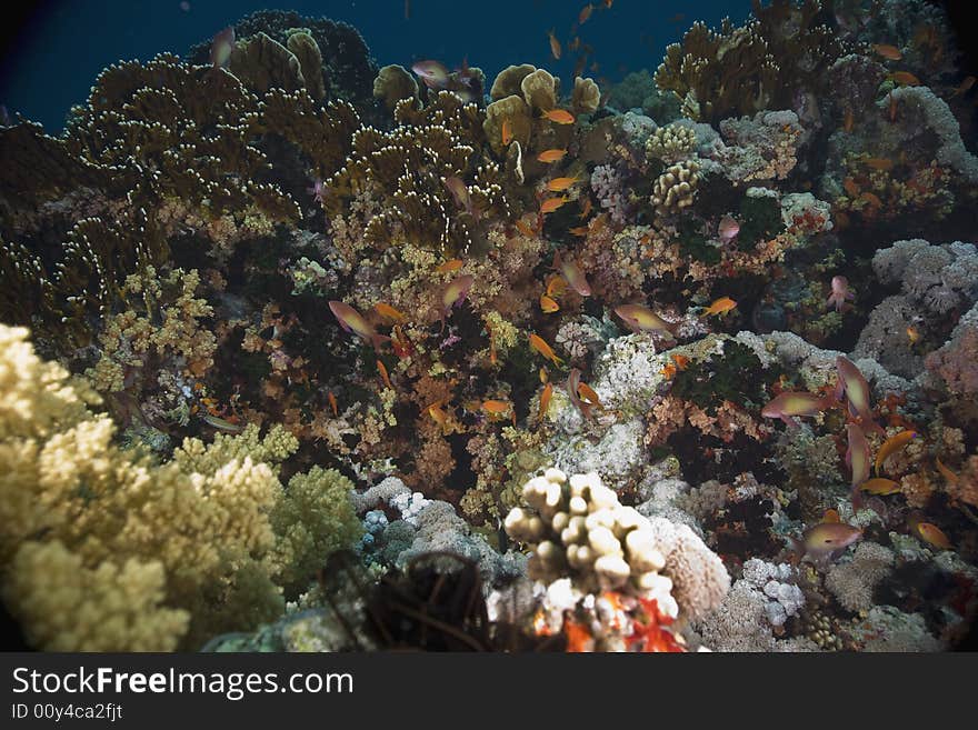 Coral and fish taken in the Red Sea.