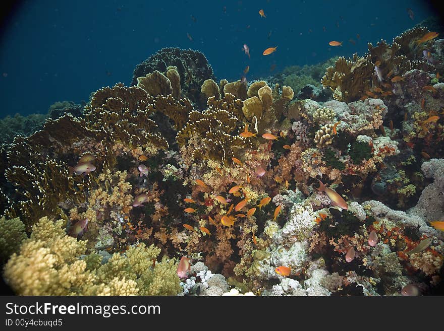 Coral and fish taken in the Red Sea.