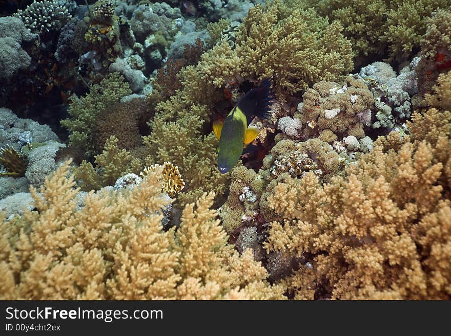 Broomtail wrasse (cheilinus lunulatus) taken in the Red Sea.