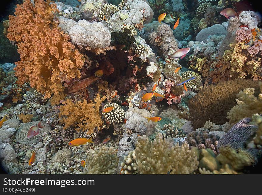 Coral and fish taken in the Red Sea.