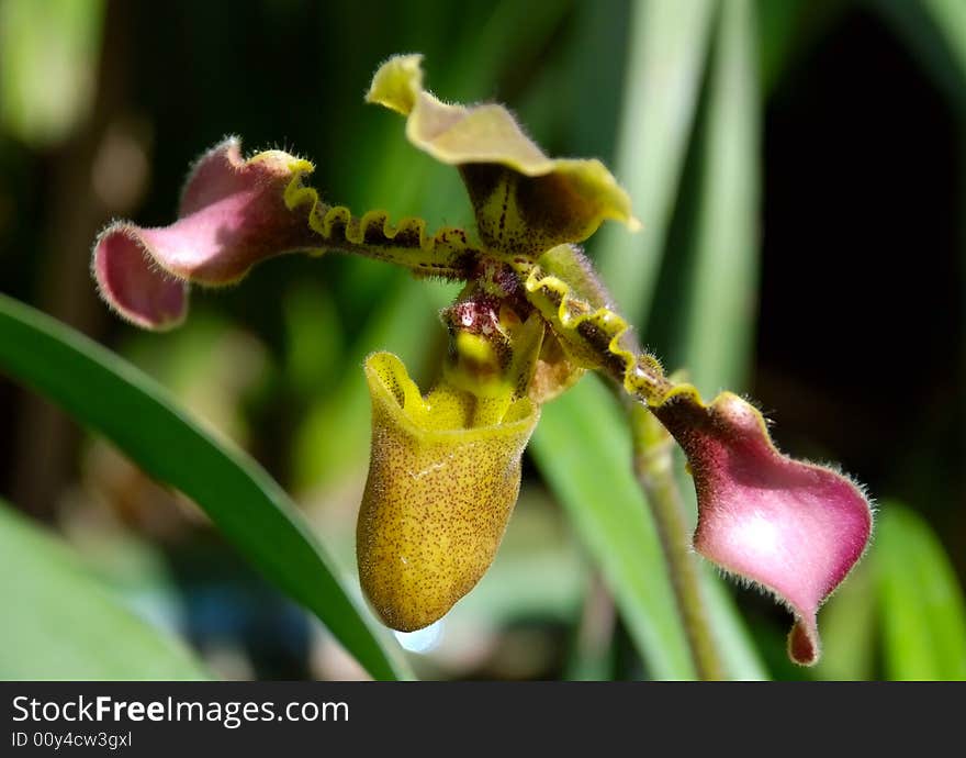 The flower of Orchid family - Paphiopedilum esquirolei. The flower of Orchid family - Paphiopedilum esquirolei