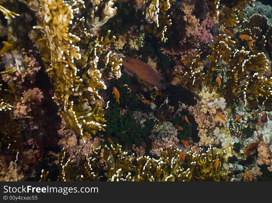 Coral and fish taken in the Red Sea.