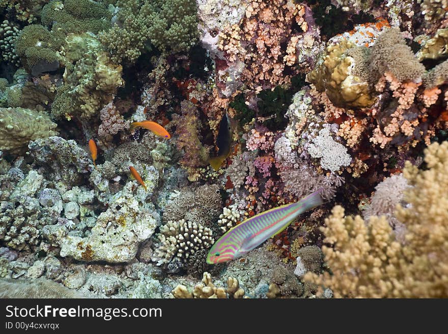 Coral and fish taken in the Red Sea.