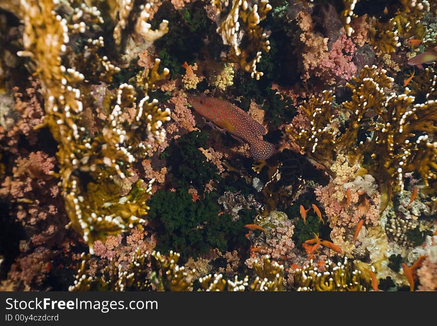 Coral and fish taken in the Red Sea.