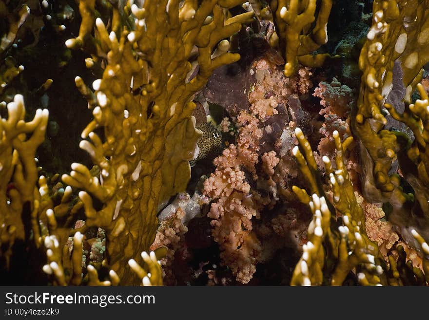 Leopard blenny (exallias brevis)