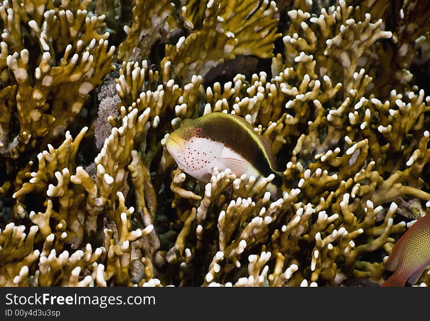 Freckled hawkfish (paracirrhites forsteri) taken in the Red Sea.