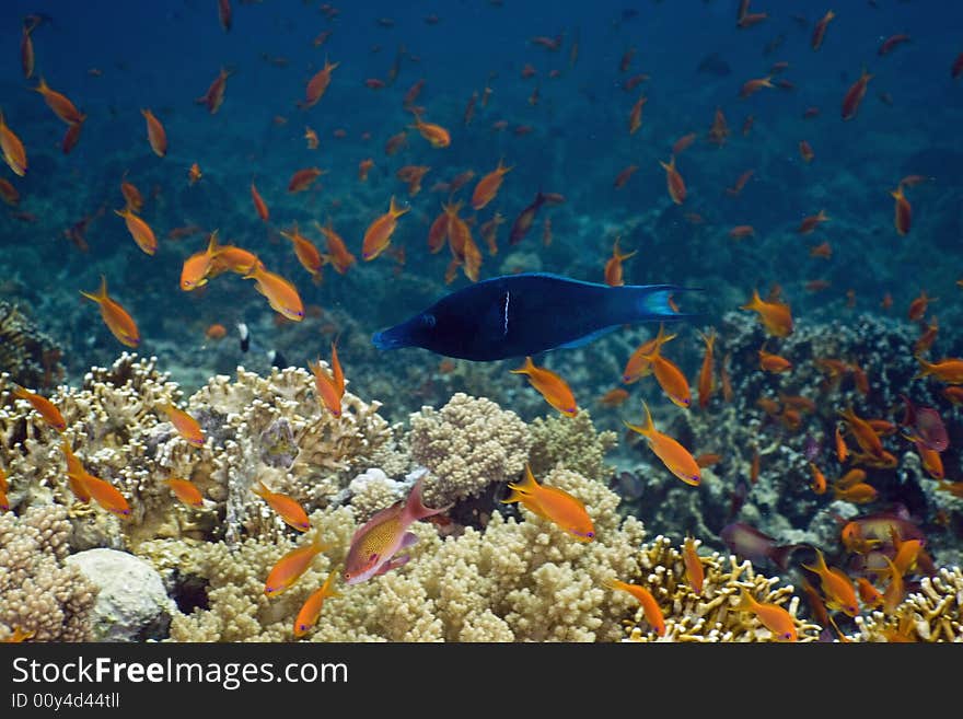 Coral and fish taken in the Red Sea.