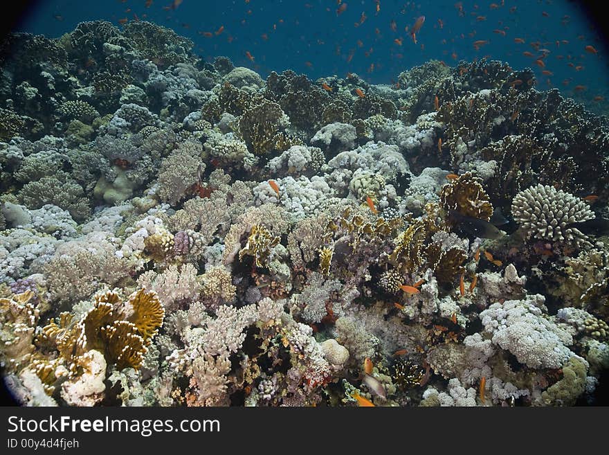 Coral and fish taken in the Red Sea.