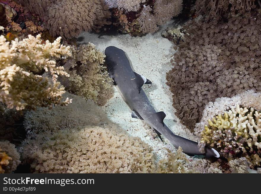 Baby whitetip reef shark (triaenodon obesus) taken in the Red Sea.