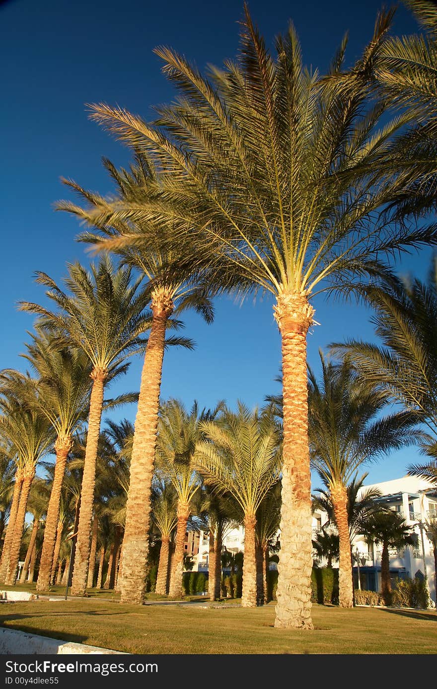 Palm trees park in the tropical resort