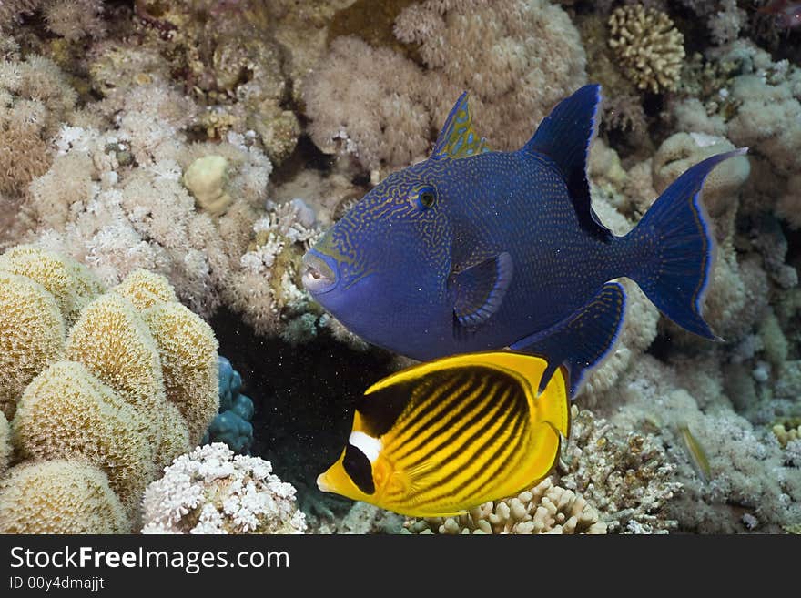 Blue triggerfish (pseudobalistes fuscus) taken in the Red Sea.