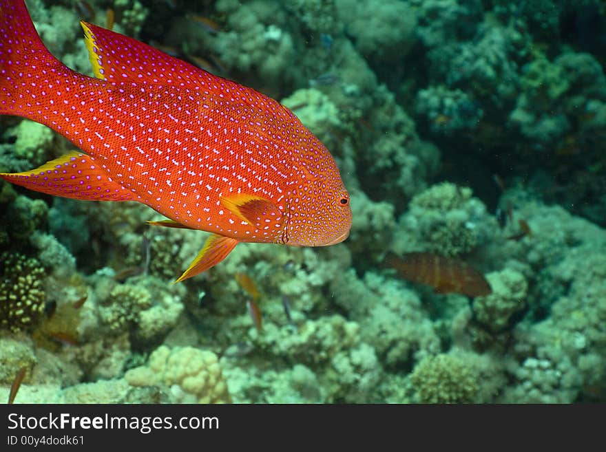 Lyretail grouper (variola louti) taken in the Red Sea.