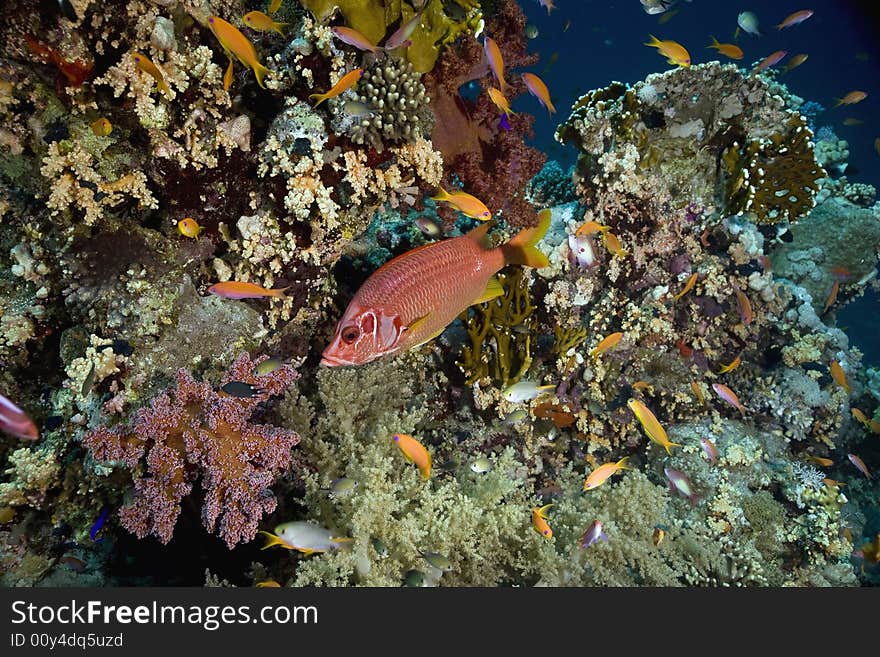 Longjawed squirrelfish (sargocentron spiniferum)