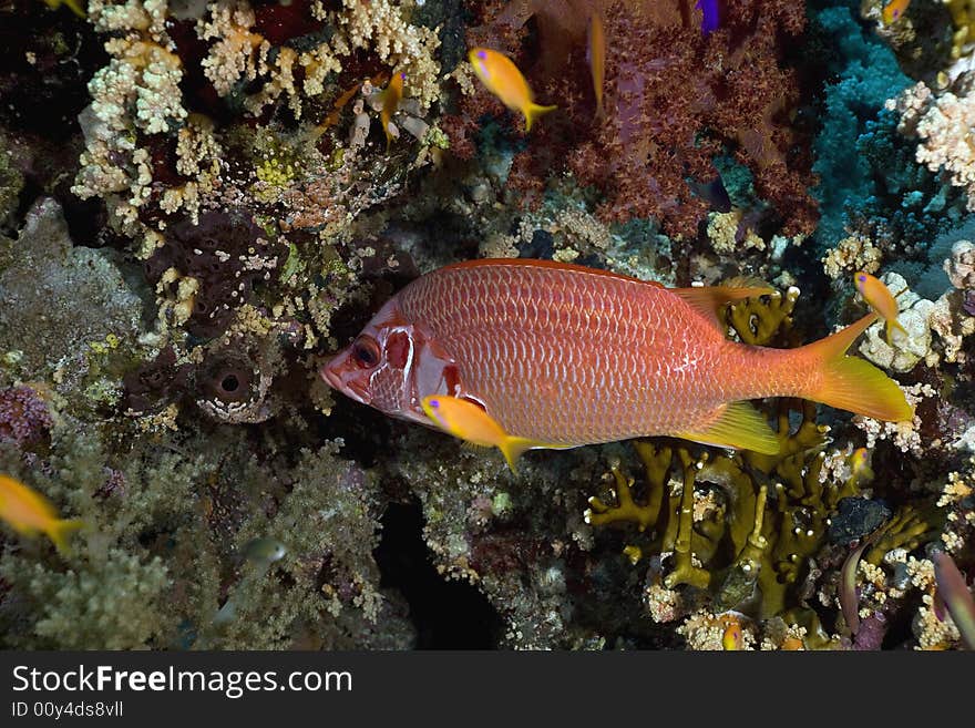 Longjawed squirrelfish (sargocentron spiniferum)