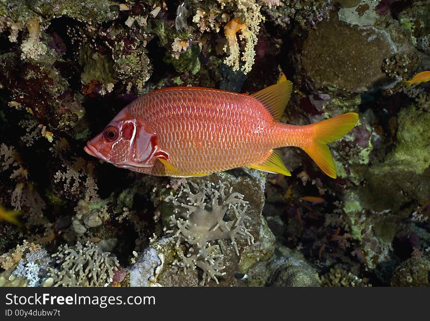 Longjawed squirrelfish (sargocentron spiniferum)