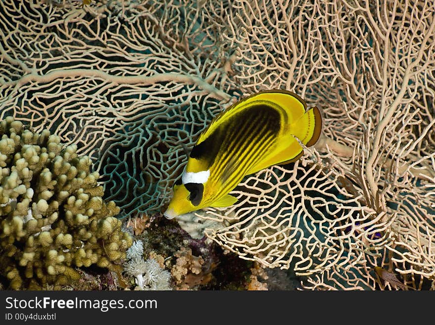 Red sea raccoon butterflyfish (chaetodon fasciatus