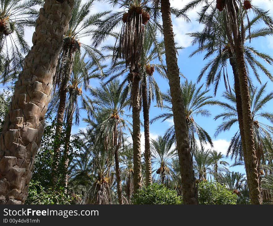 Palms in a oasis in the sahara. Palms in a oasis in the sahara.