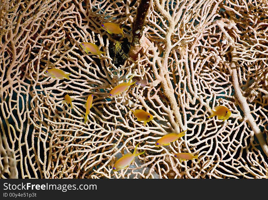 Oman anthias (pseudanthias marcia)