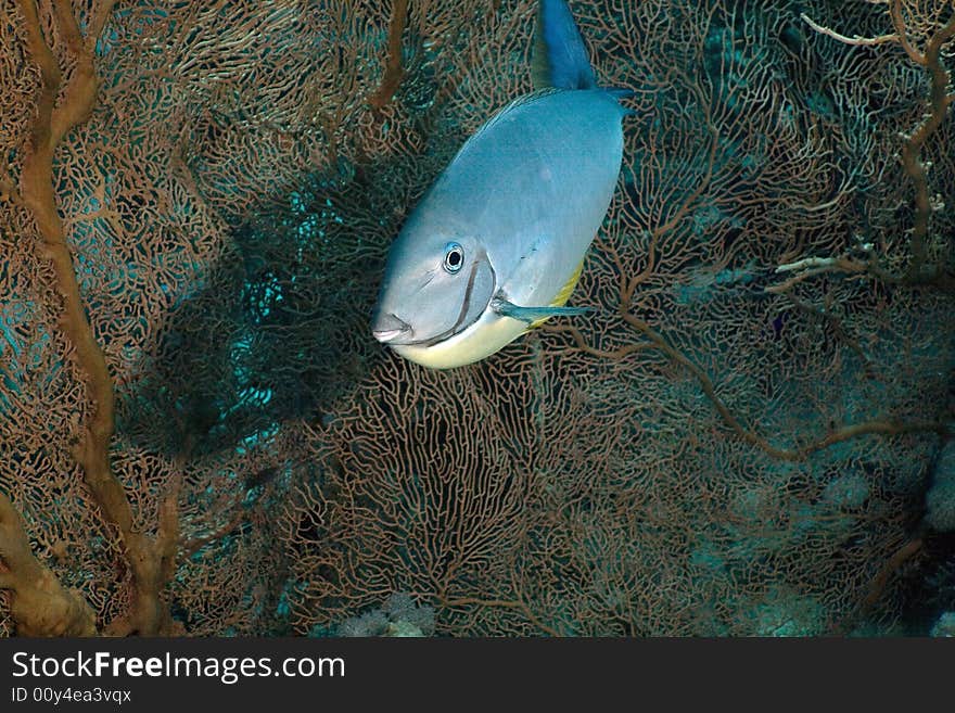 Sleek unicornfish (naso hexacanthus) taken in the Red Sea.