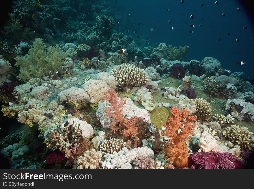 Coral and fish taken in the Red Sea.