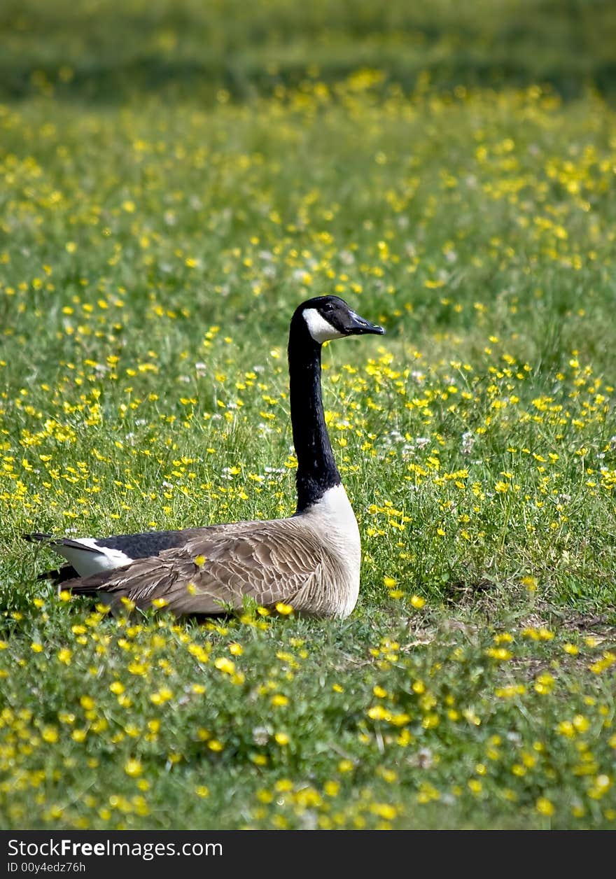 Canadian goose sitting in green meadow with yellow daisy cups in the spring time.