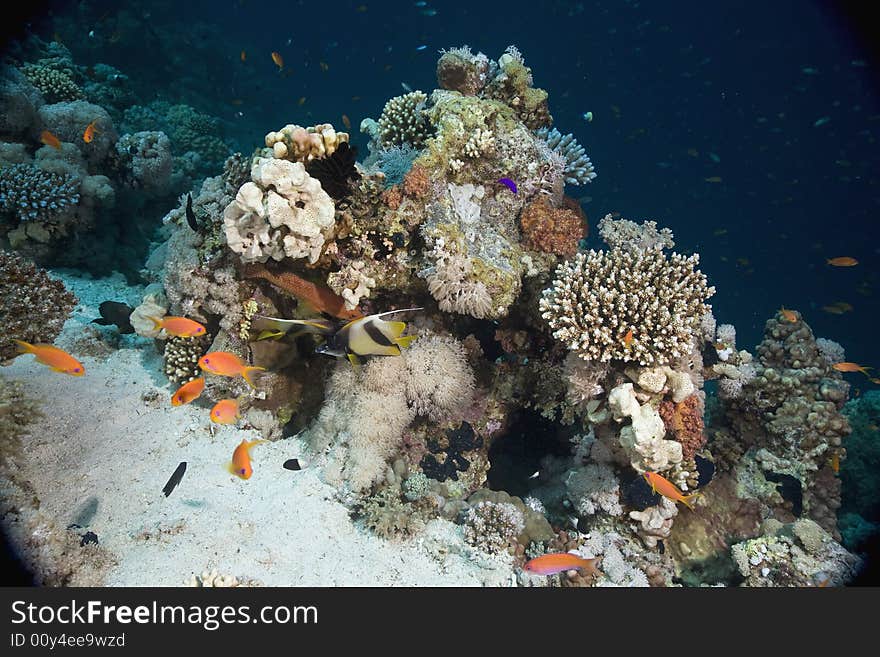 Coral and fish taken in the Red Sea.