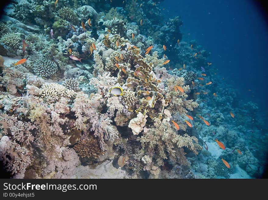 Coral and fish taken in the Red Sea.