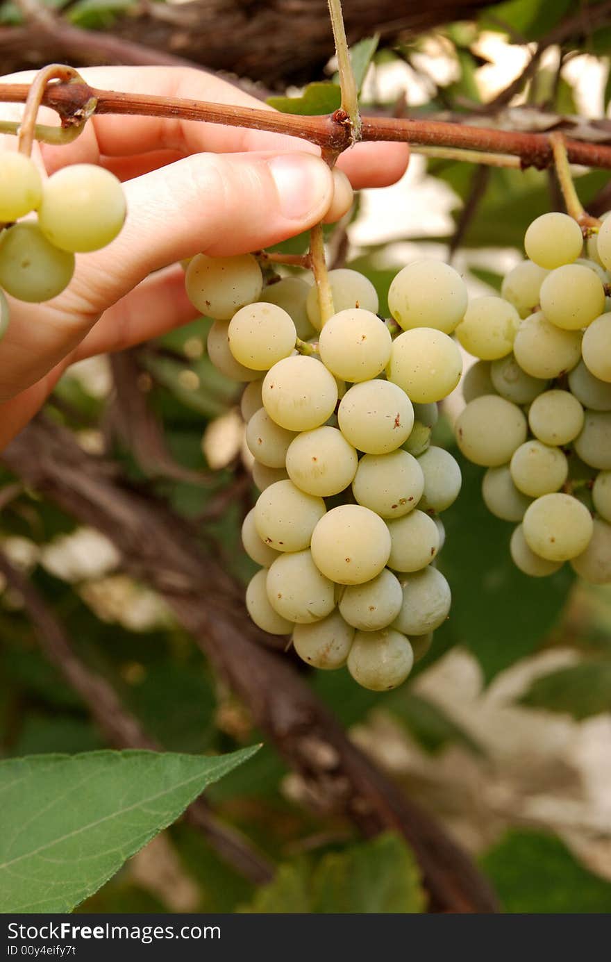 Woman hand holding bunch of grapes