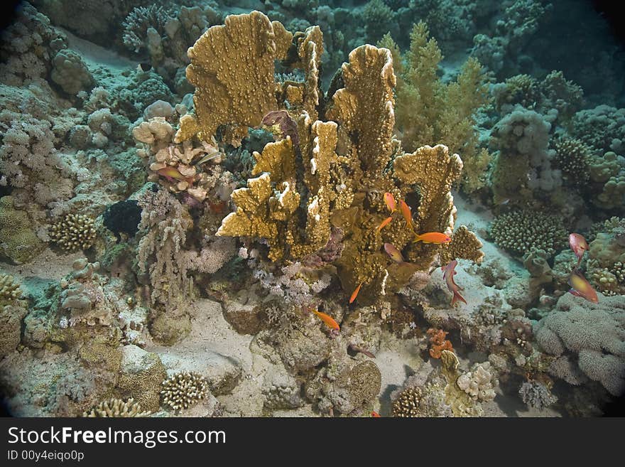 Coral and fish taken in the Red Sea.