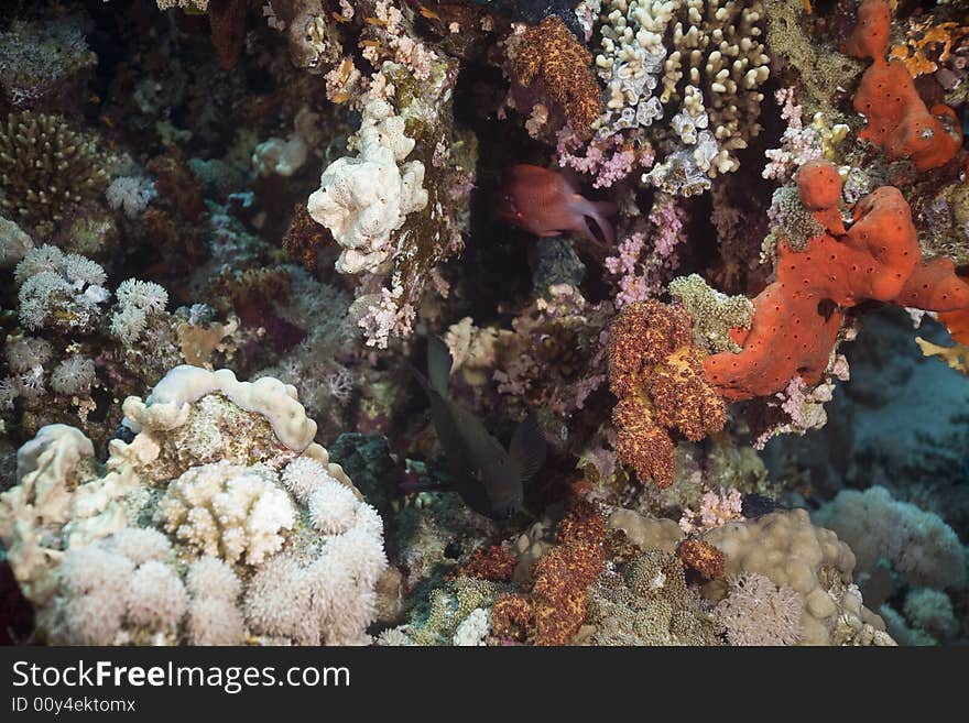 Coral and fish taken in the Red Sea.