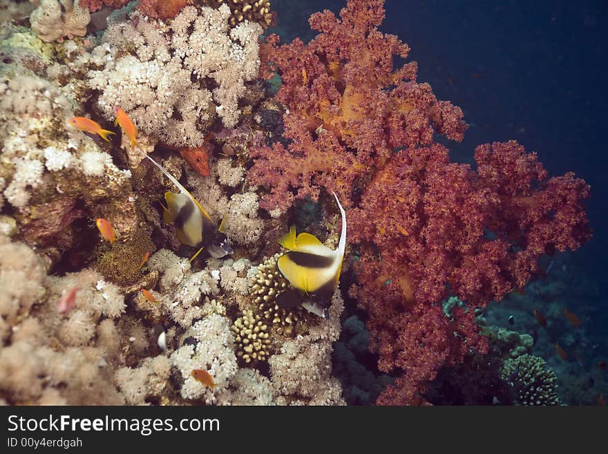 Coral and fish taken in the Red Sea.