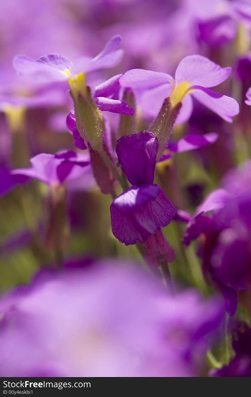 Beautiful violette iris floral background