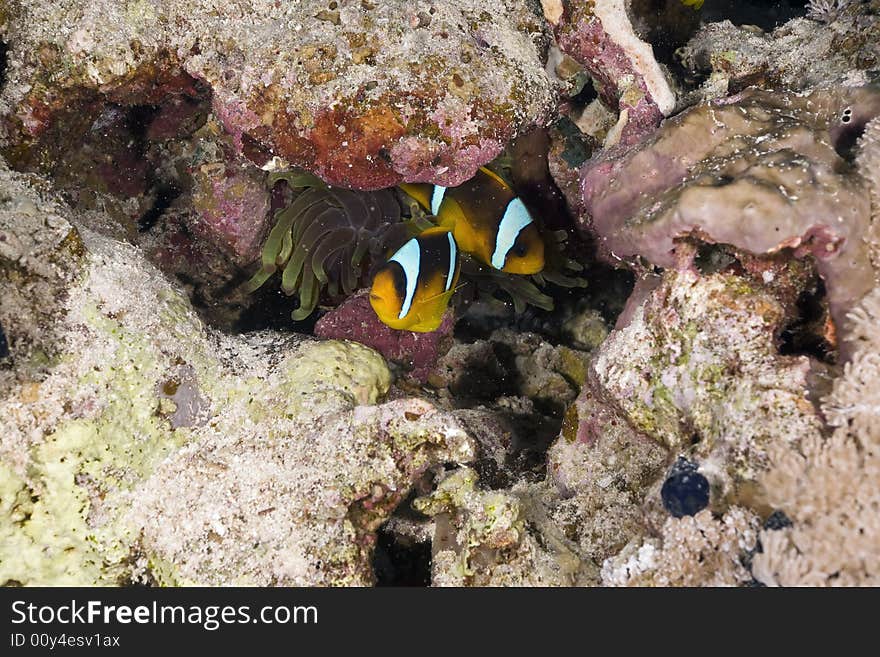 Red sea anemonefish (Amphipiron bicinctus)and bubble anemone  taken in the Red Sea.