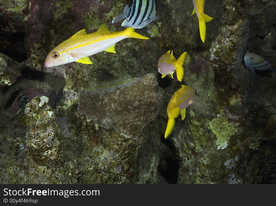 Coral and fish taken in the Red Sea.