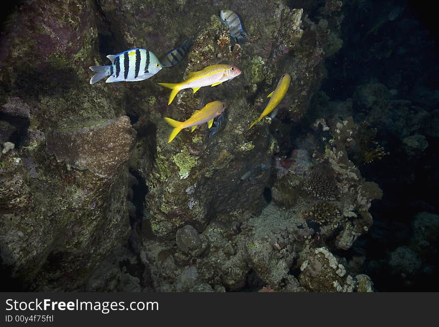 Coral and fish taken in the Red Sea.