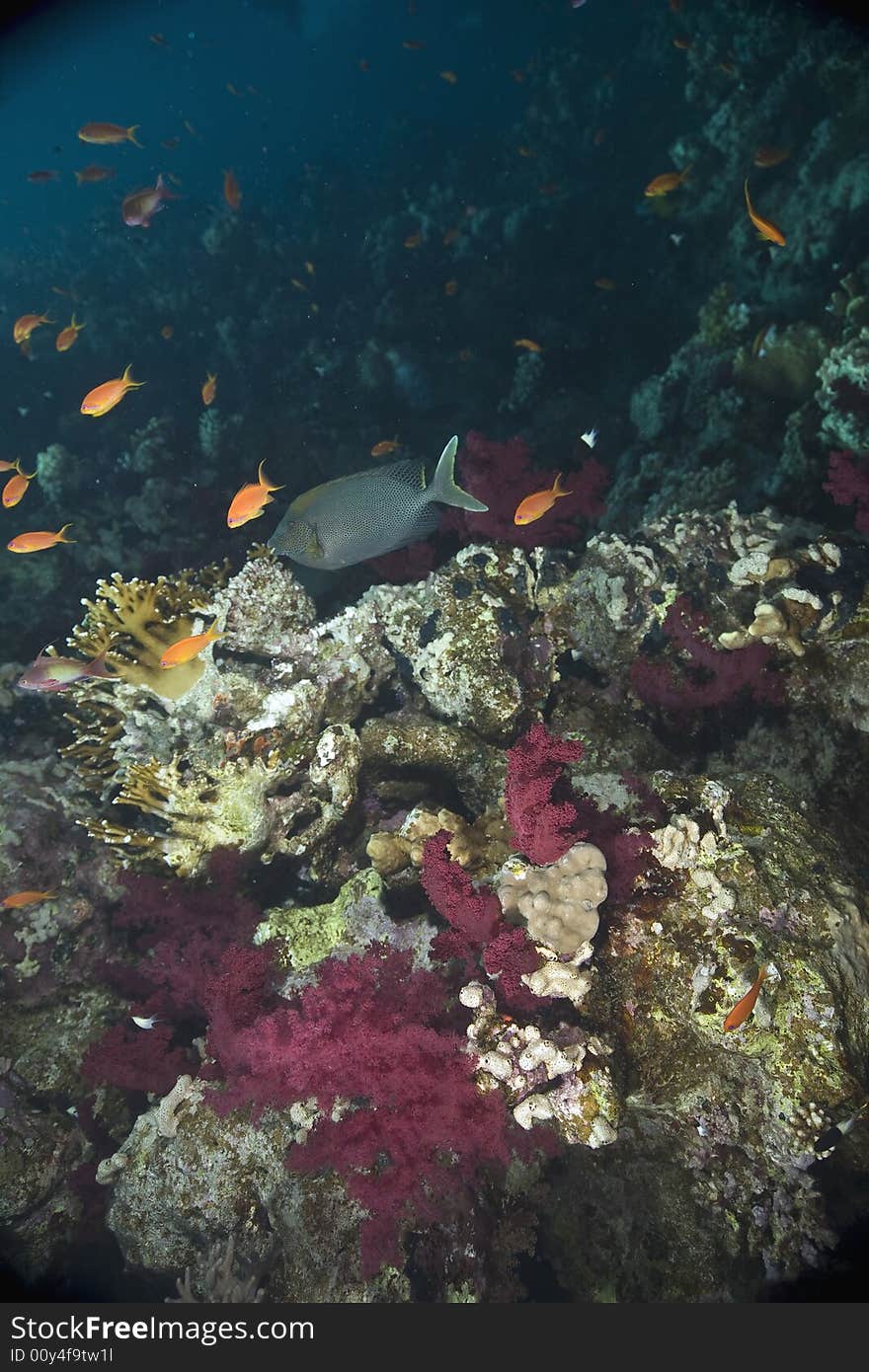 Coral and fish taken in the Red Sea.