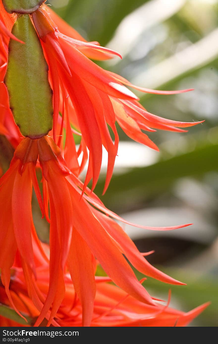 Luxurient blooming red tropical flower