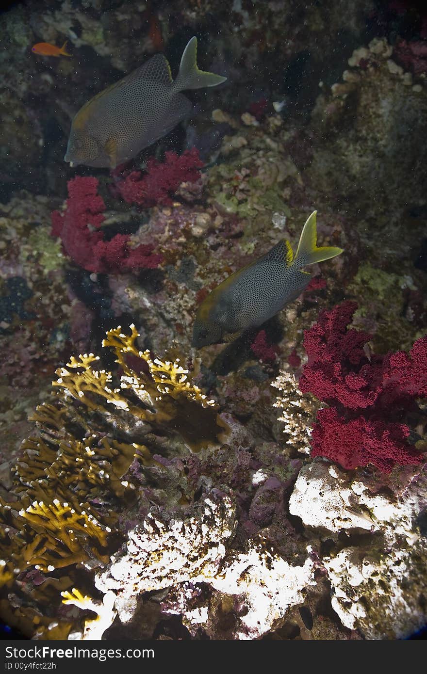 Stellate rabbitfish (siganus stellatus laqueus) taken in the Red Sea.