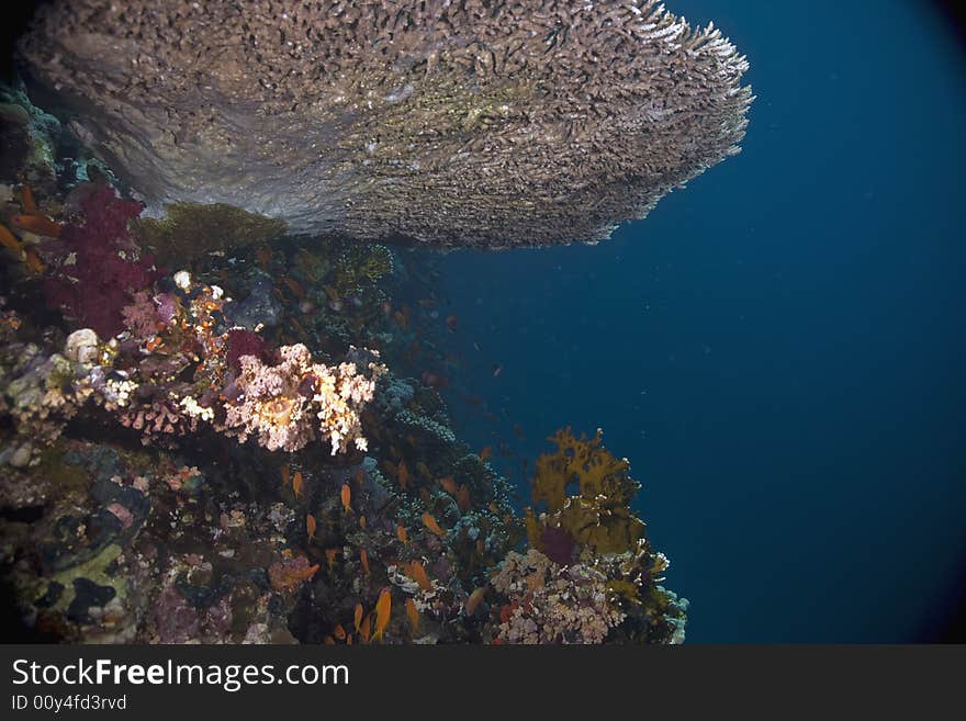 Coral and fish taken in the Red Sea.