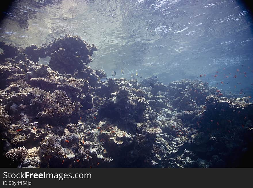 Coral and fish taken in the Red Sea.